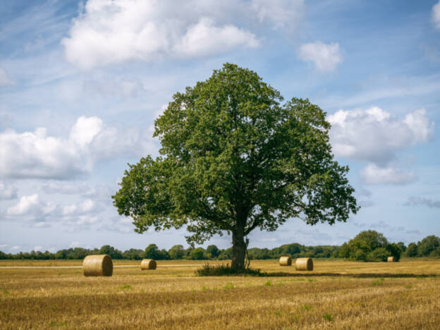 Üks Saaremaa tamm