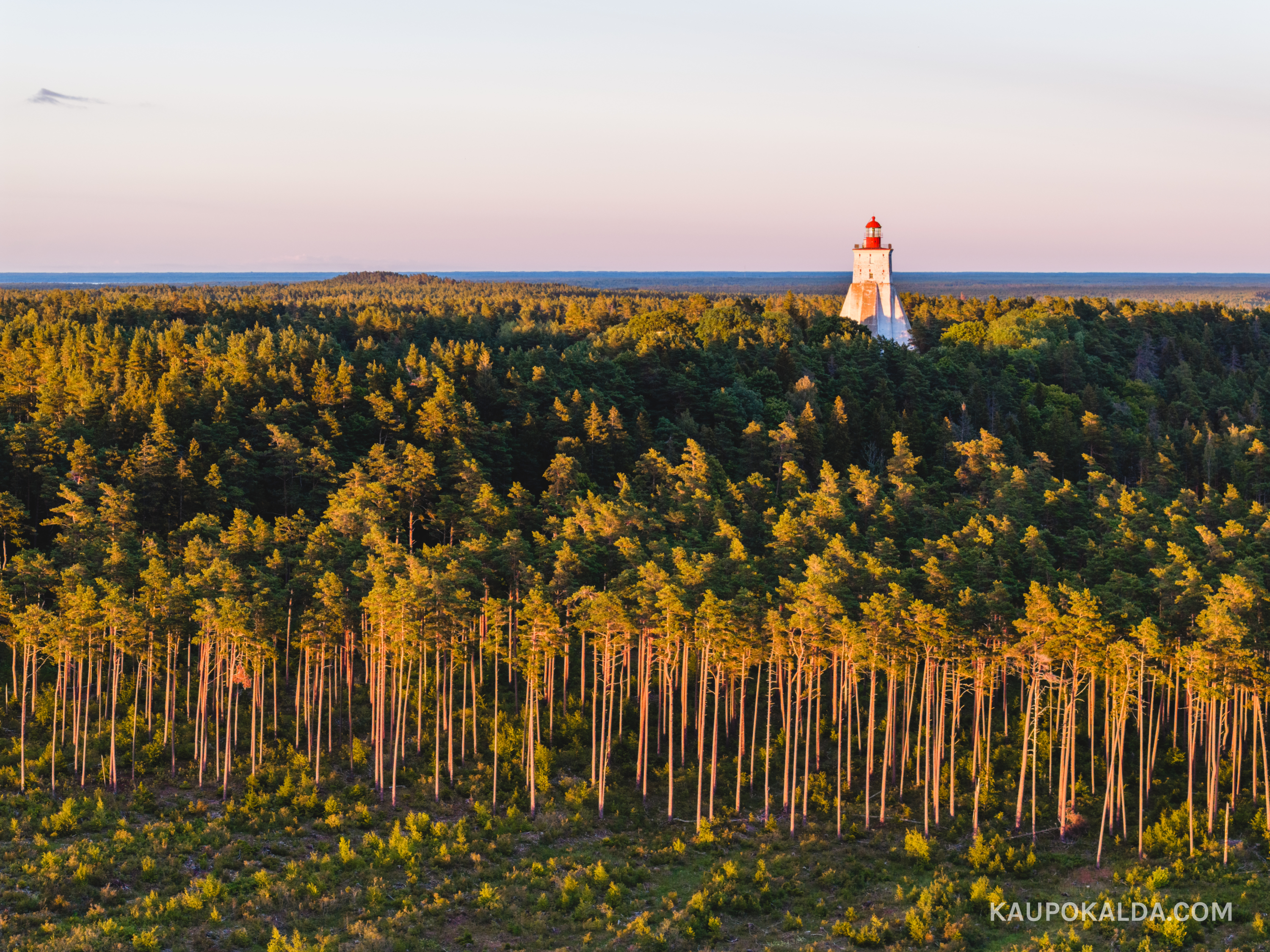 Loojangukumas Kõpu männik