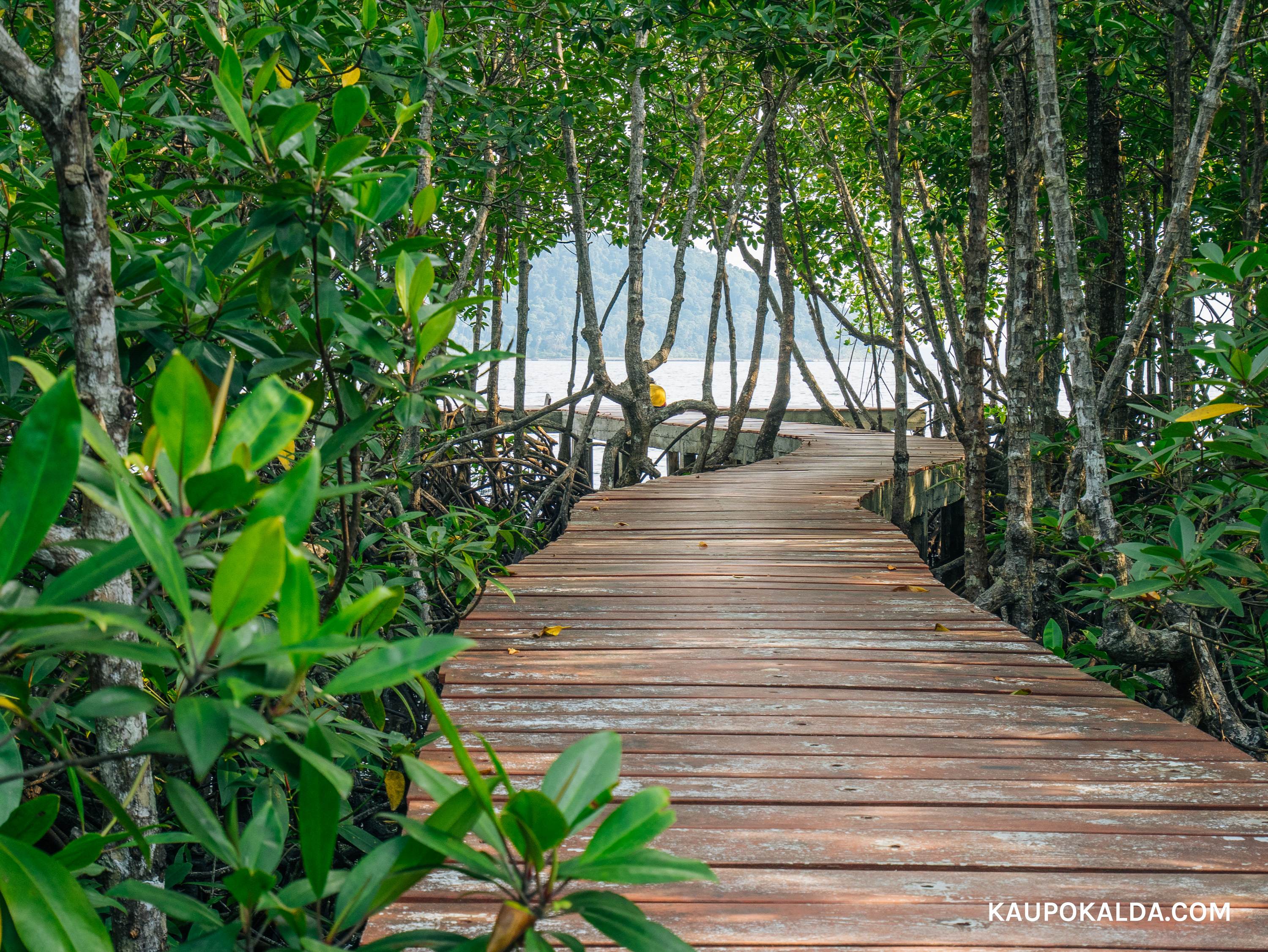 Jalgrada mangroovimetsades