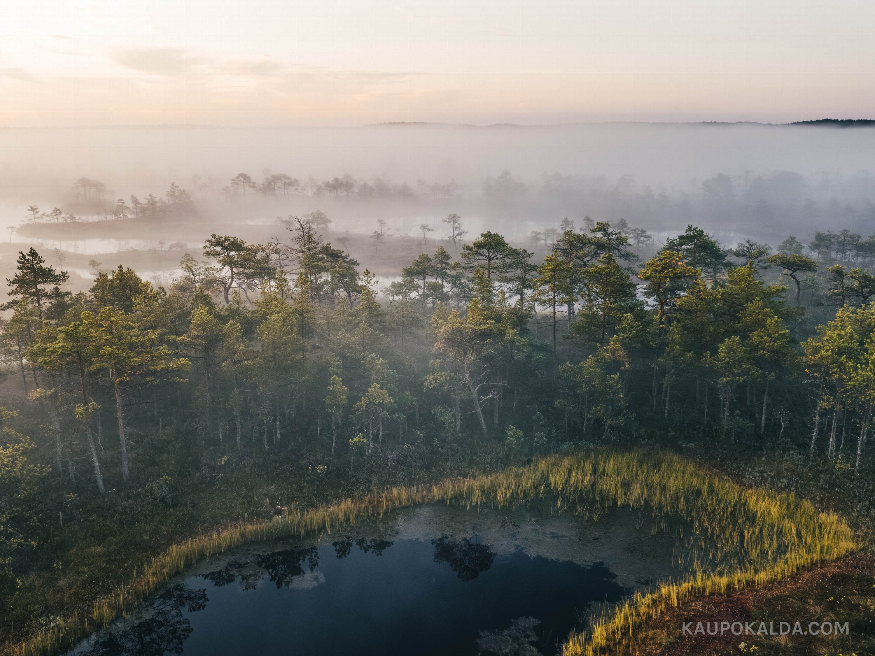 Päikesetõus Kakerdaja rabas