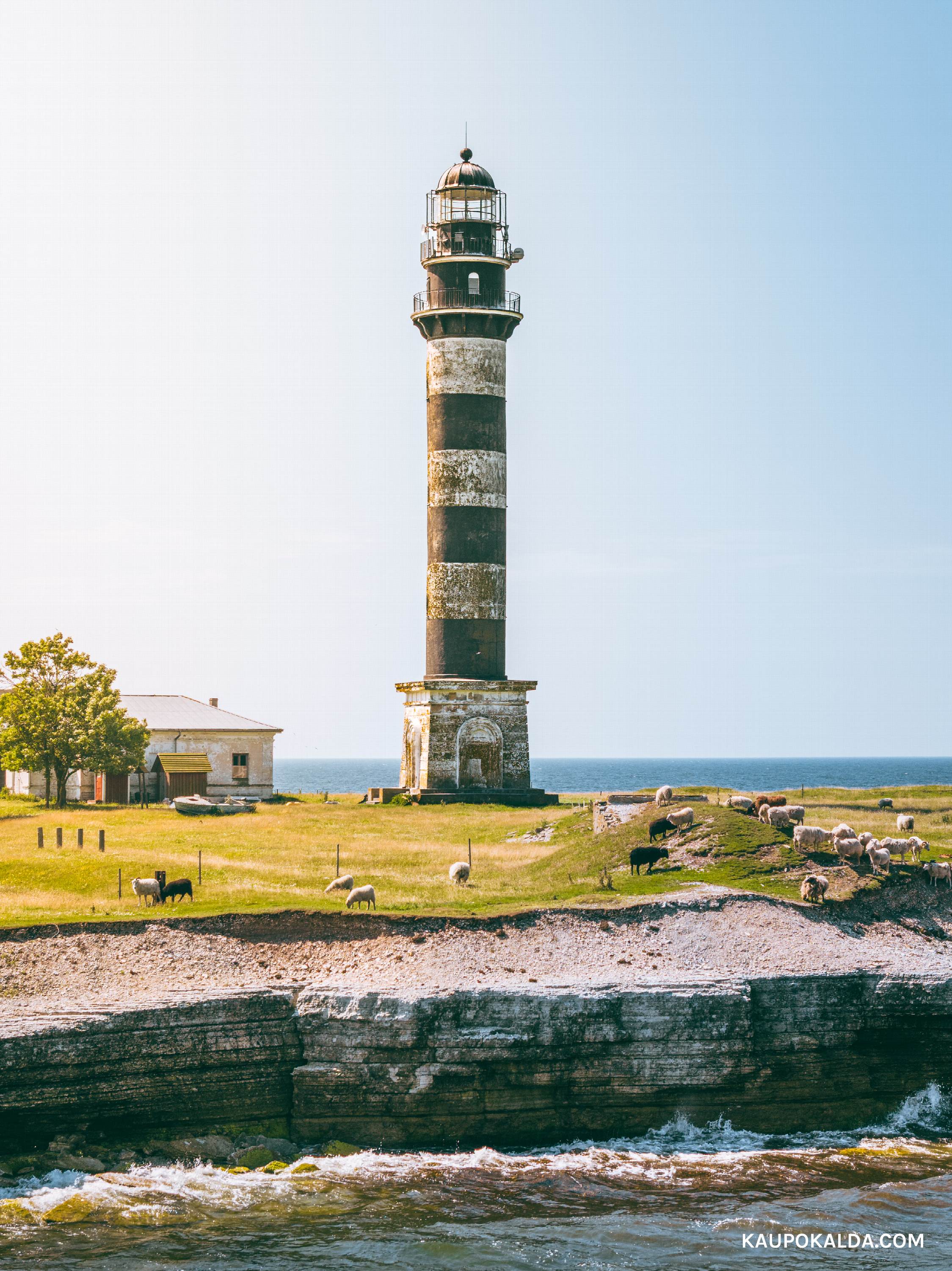 Osmussaare tuletorn ja vabad lambad