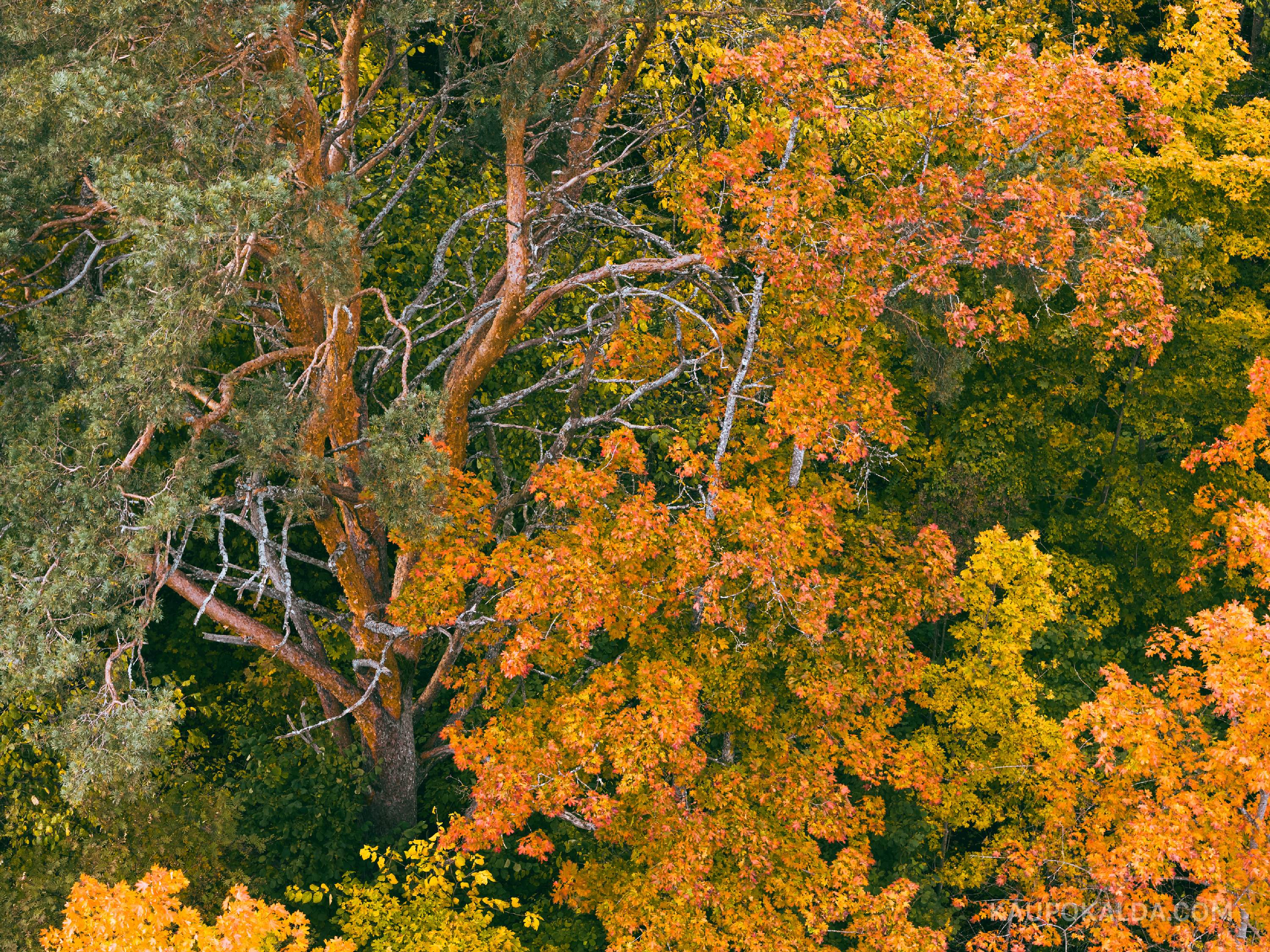 Sügisvärvides mets