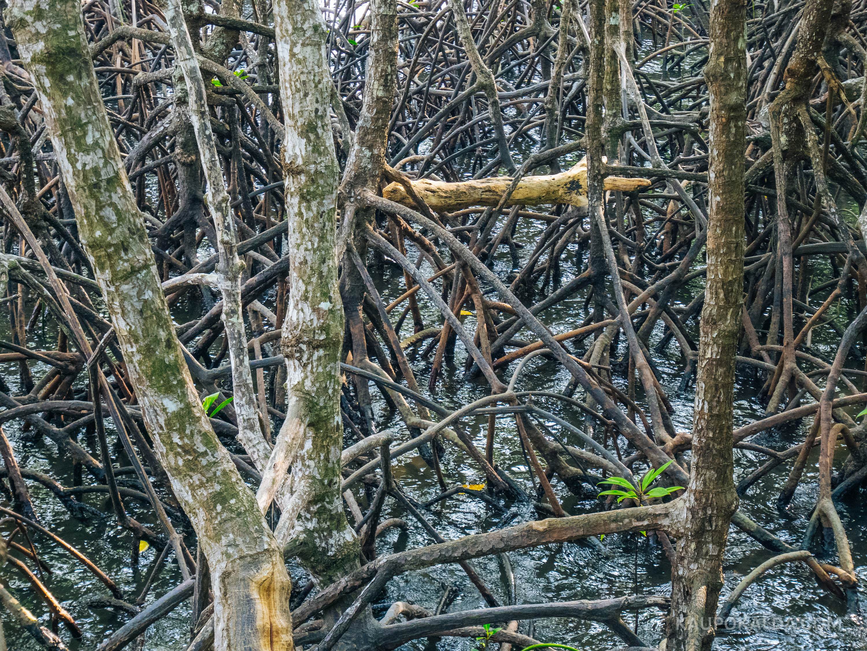 Mangroovipuude juurestik on vees või mudas