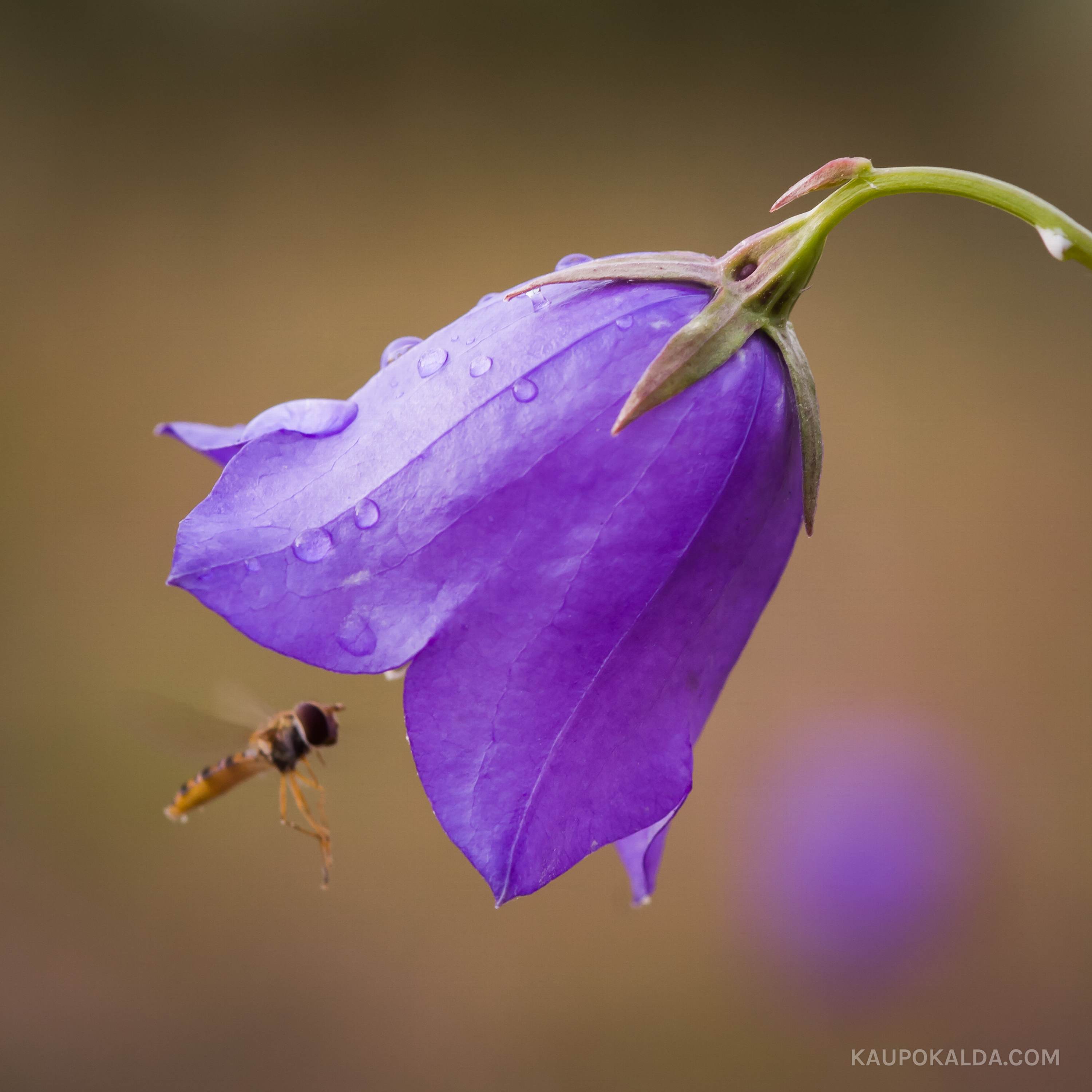 Tervitus ja kummardus