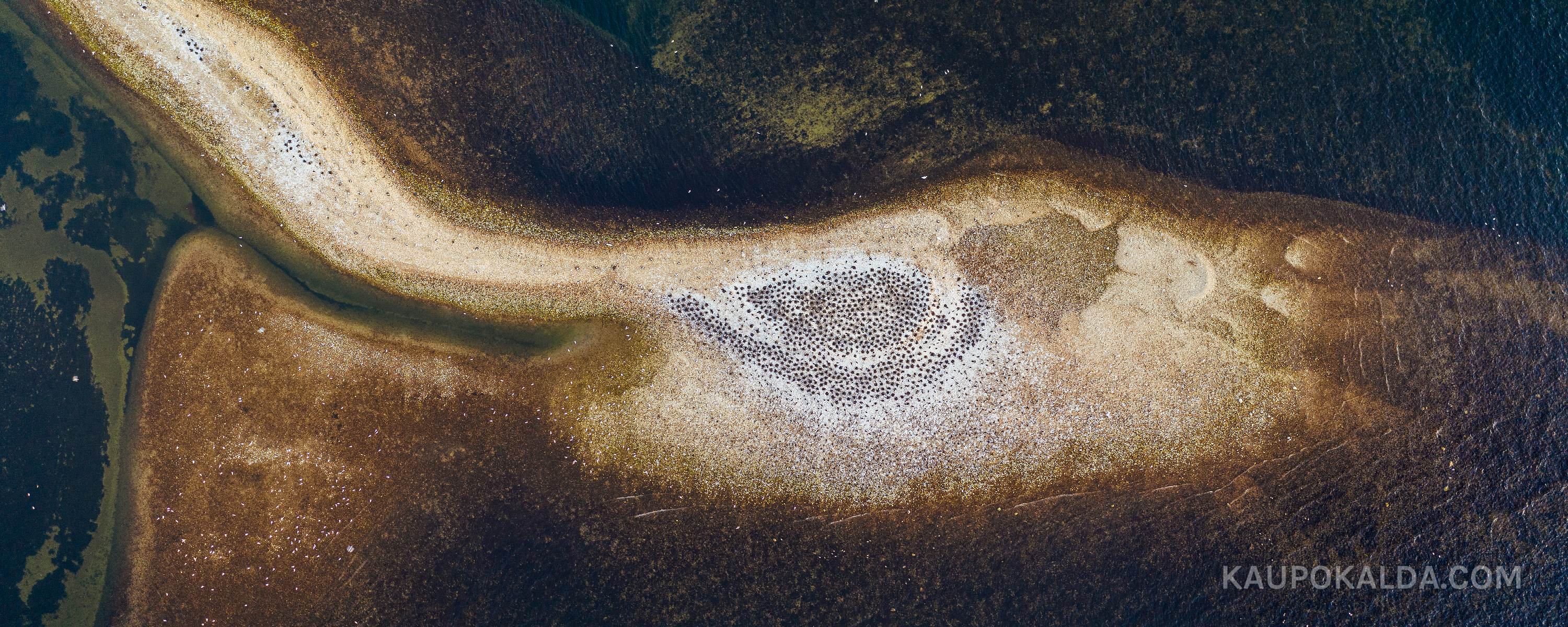 Kormoranid Liivakaril