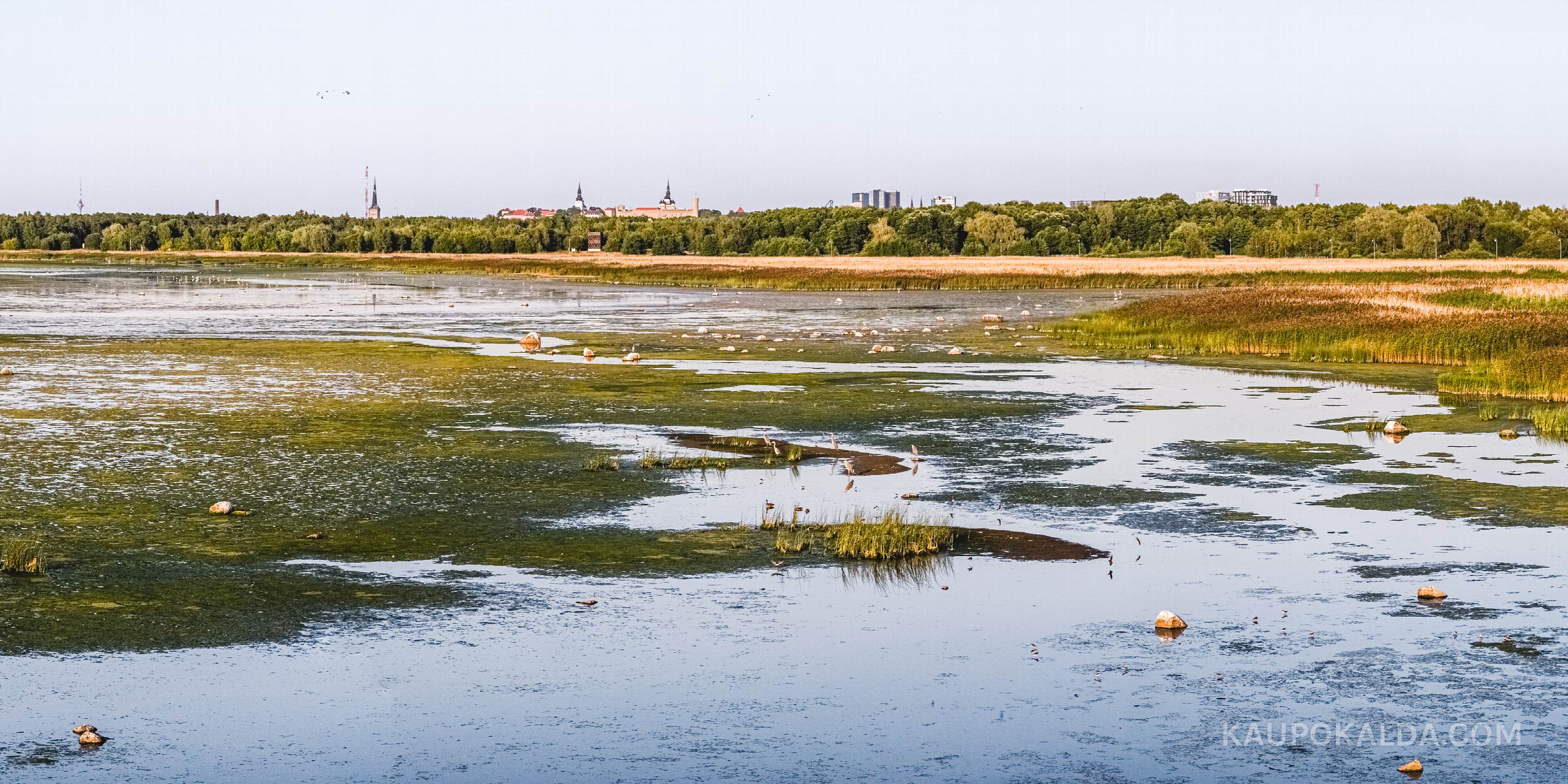Kopli laht haigrutega