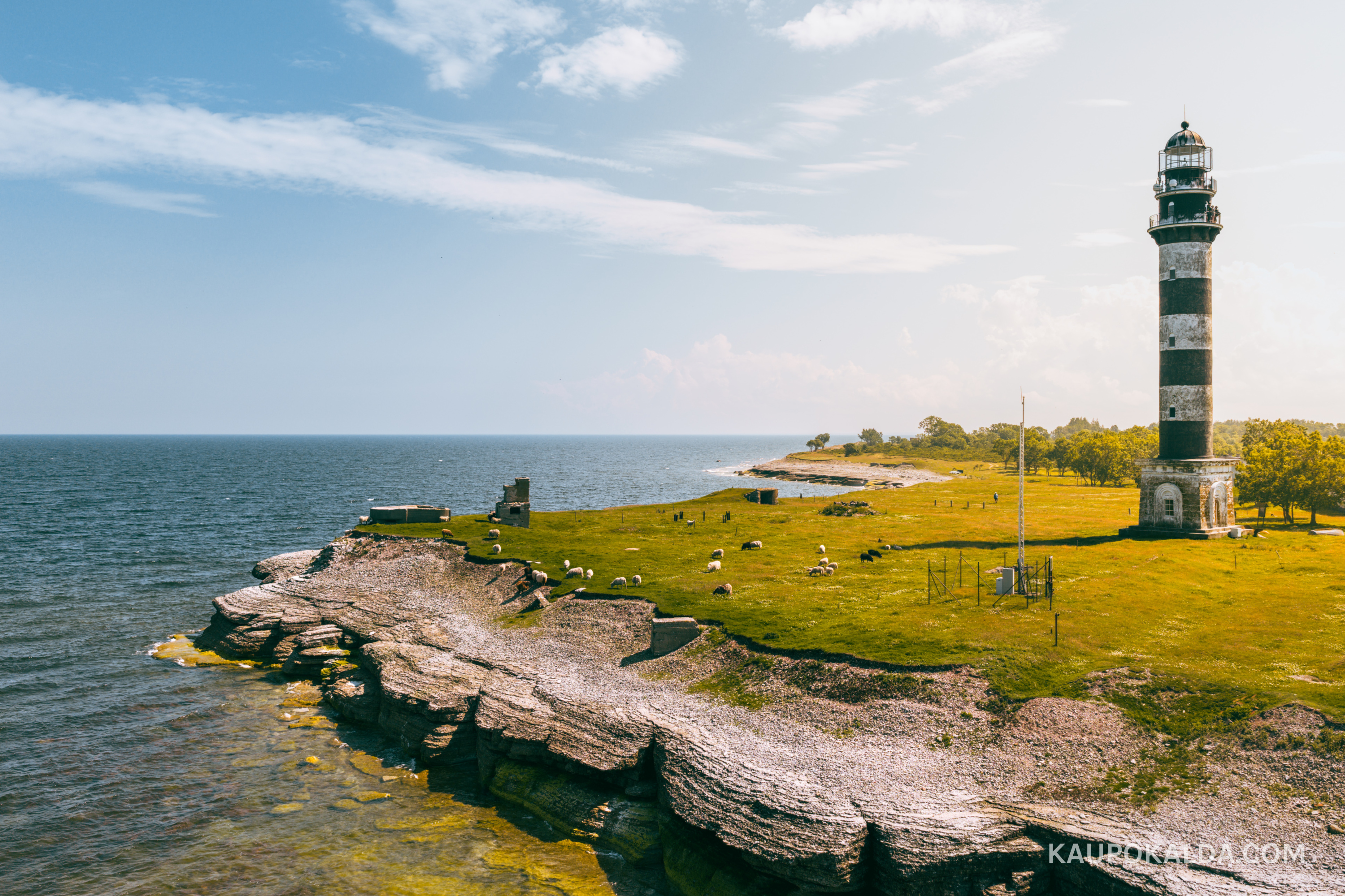 Osmussaare vabad lambad