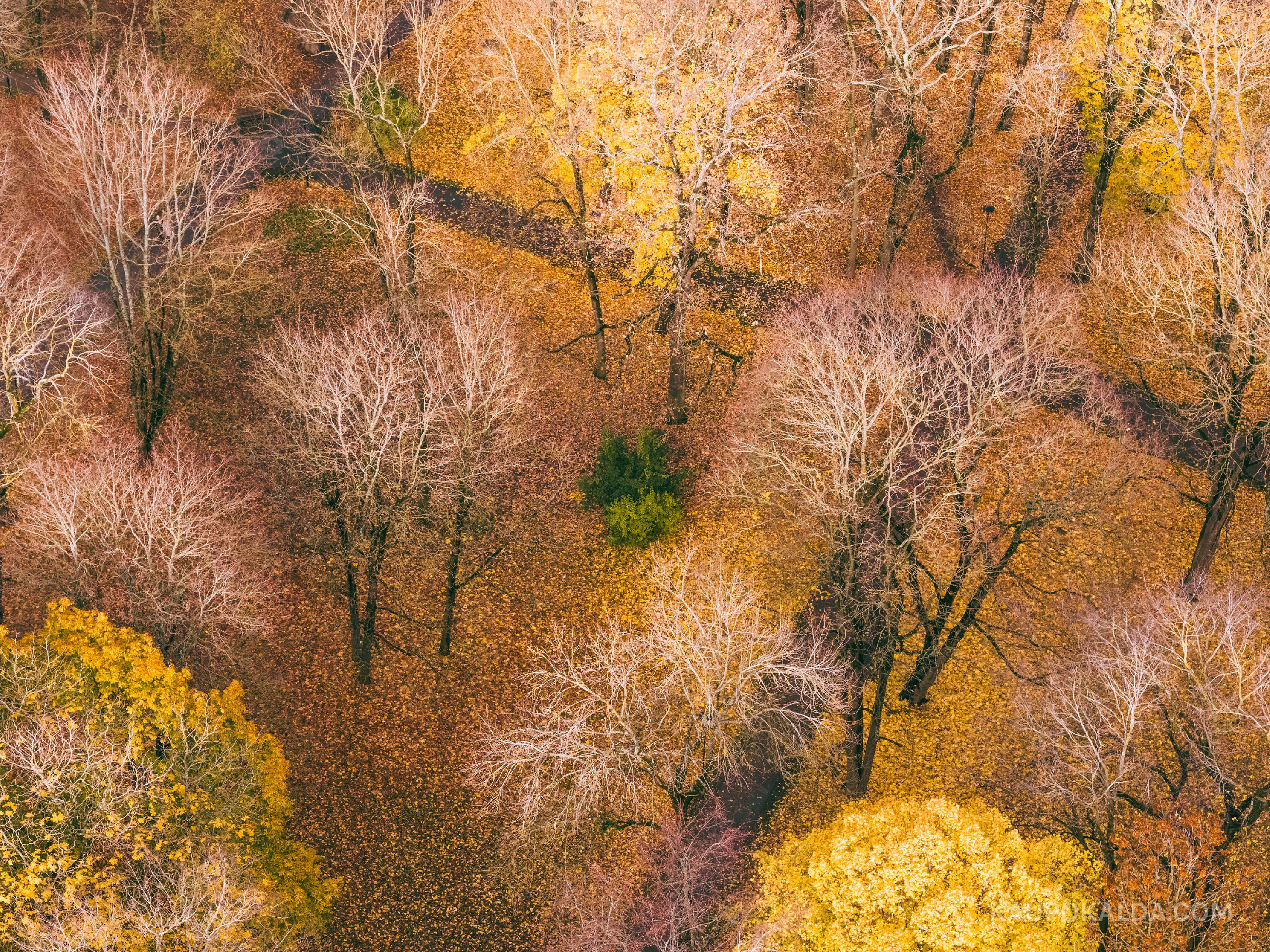 Rohelus sügiseses pargis