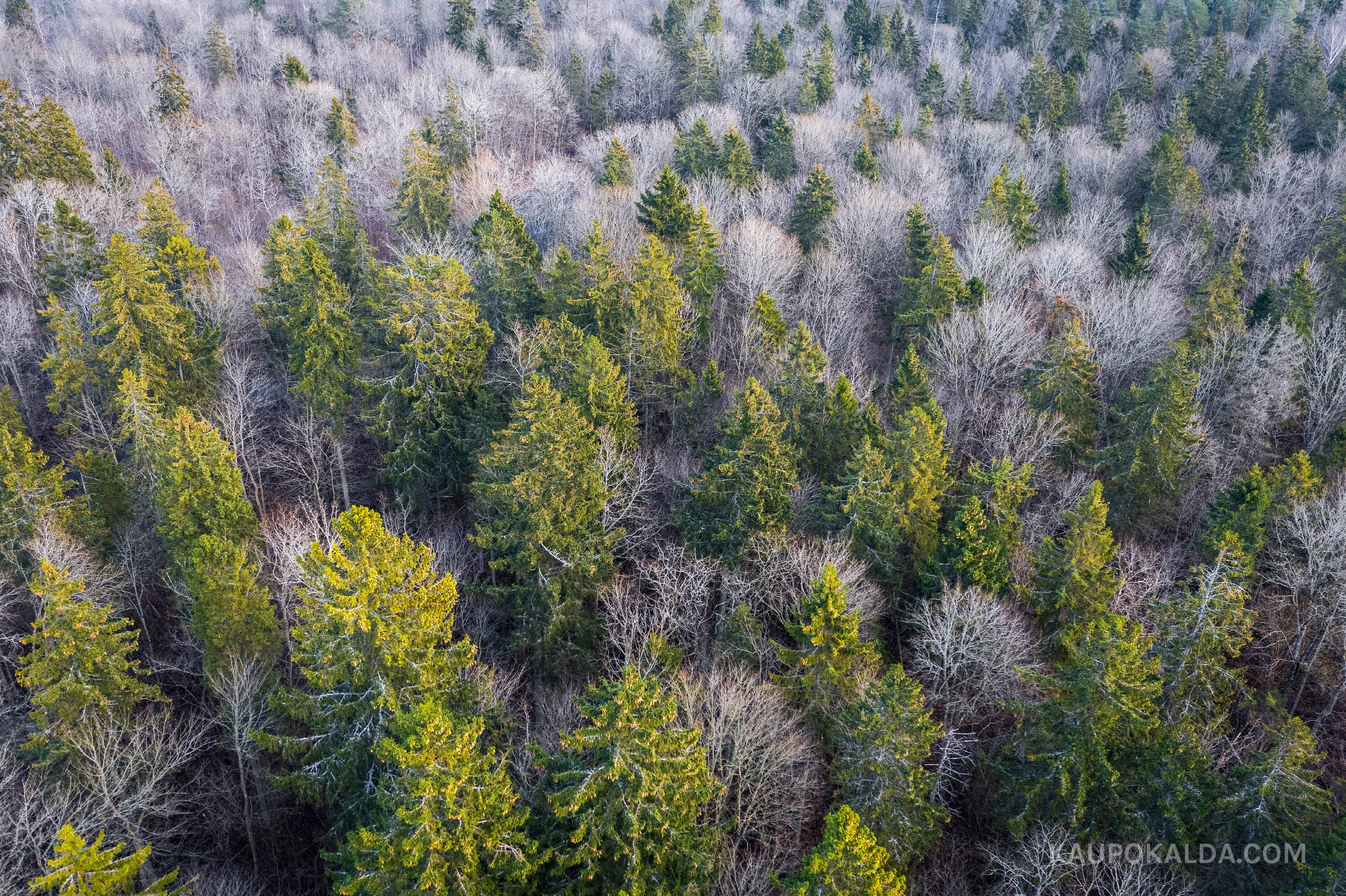 Metsatukk. Mets tukub.