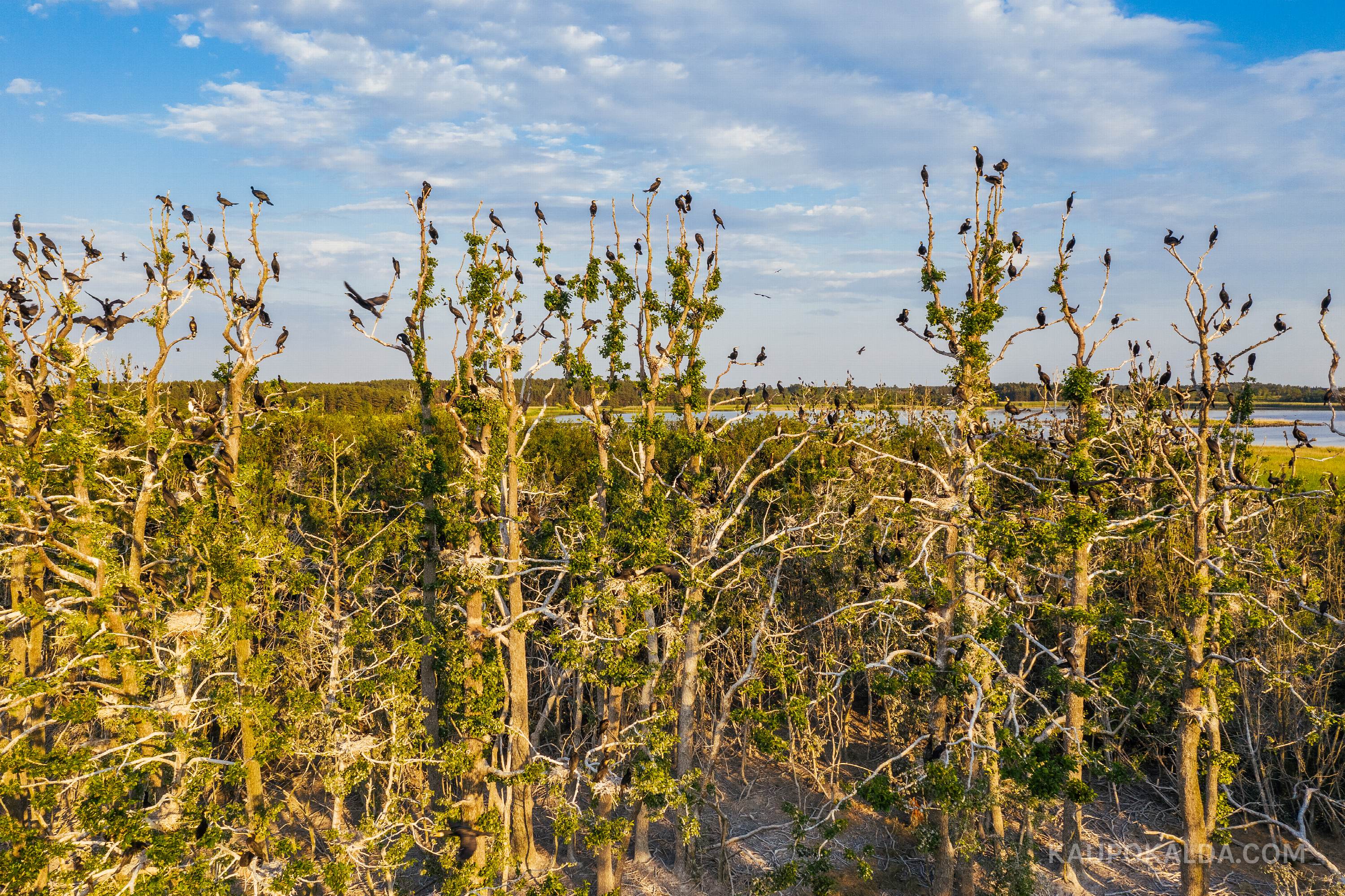Kormoranide saar Hiiumaal