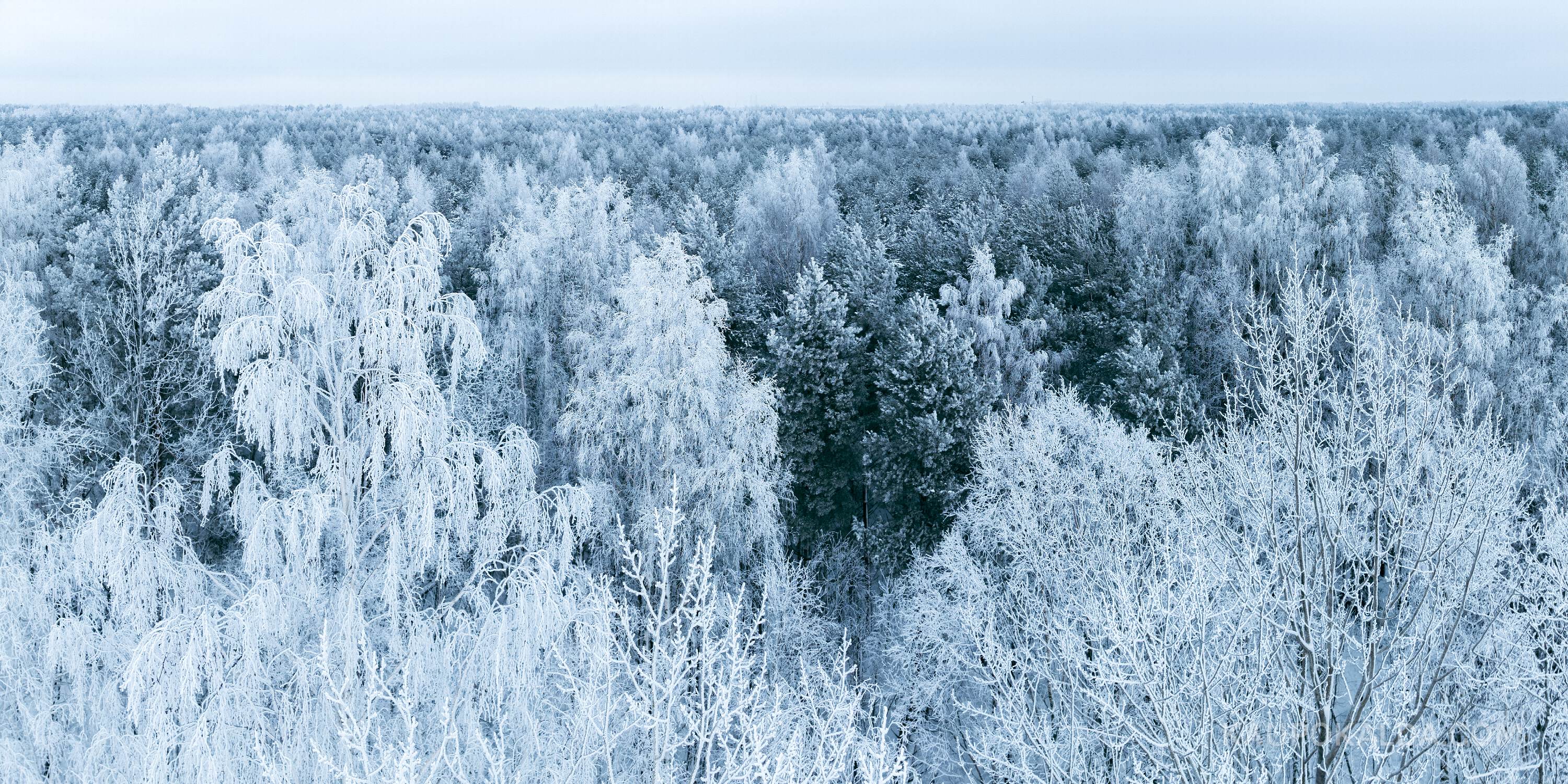 Härmas metsa panoraam