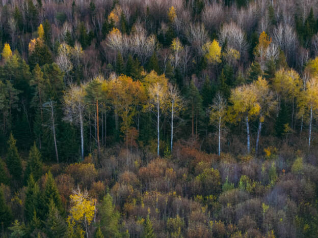 Sügise värvid metsas