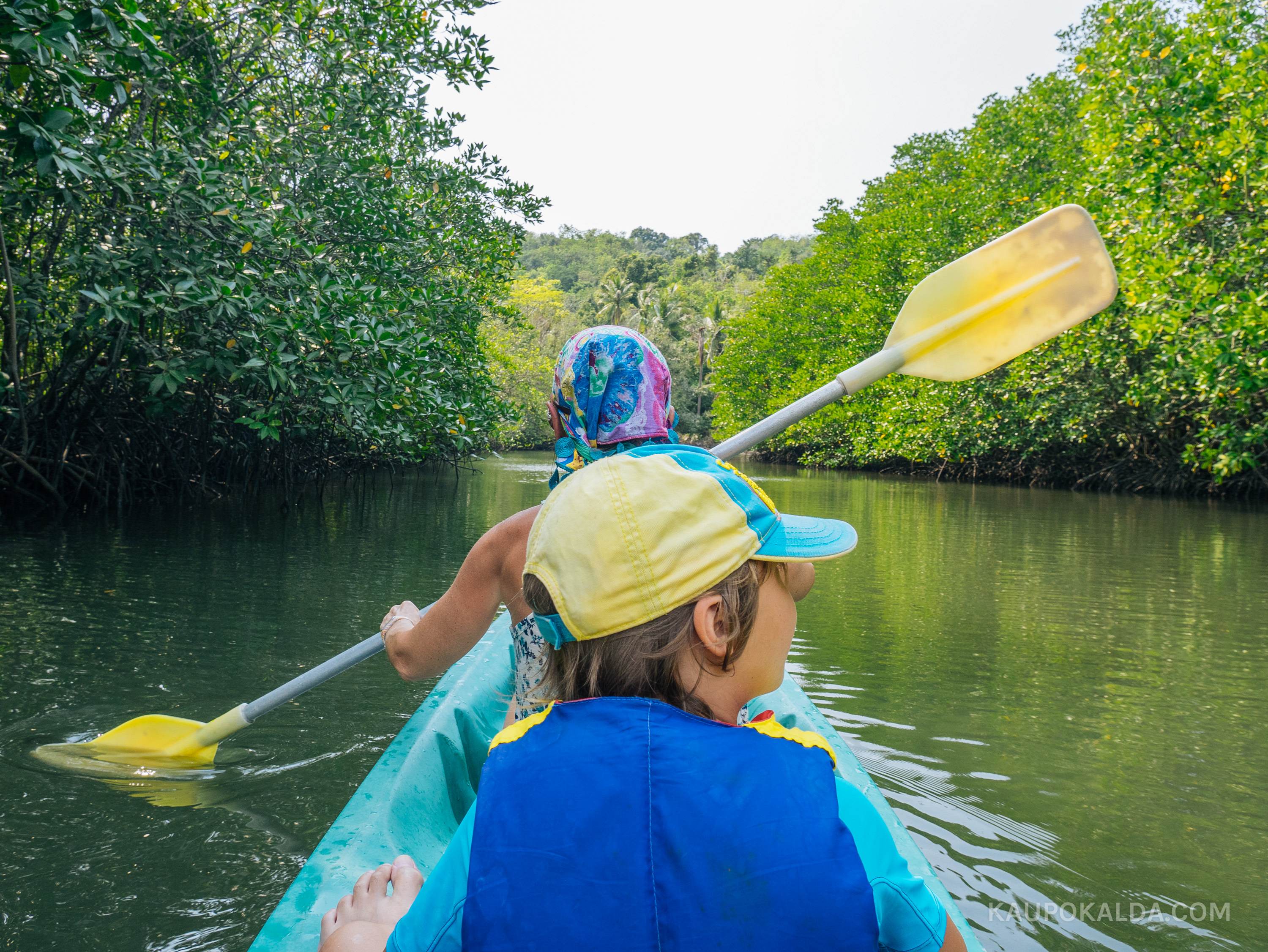 Kajakkidega mangroovimetsades