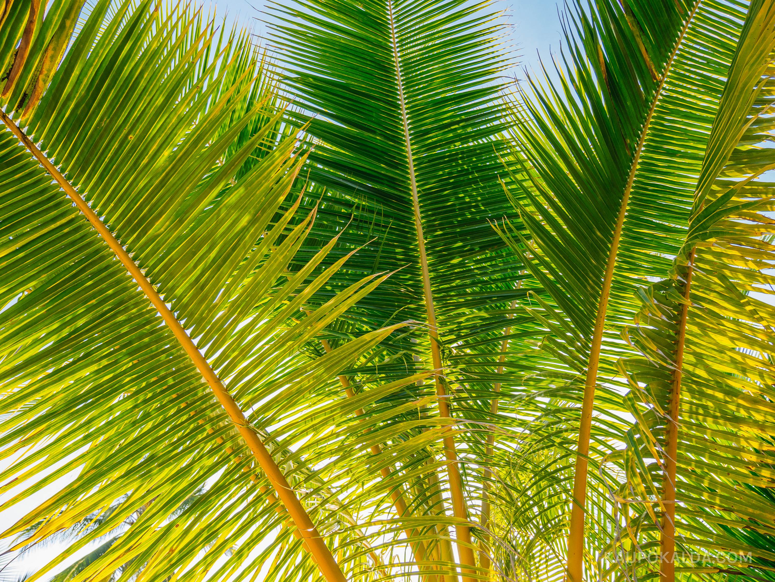 Siam Royal View hotelli aed