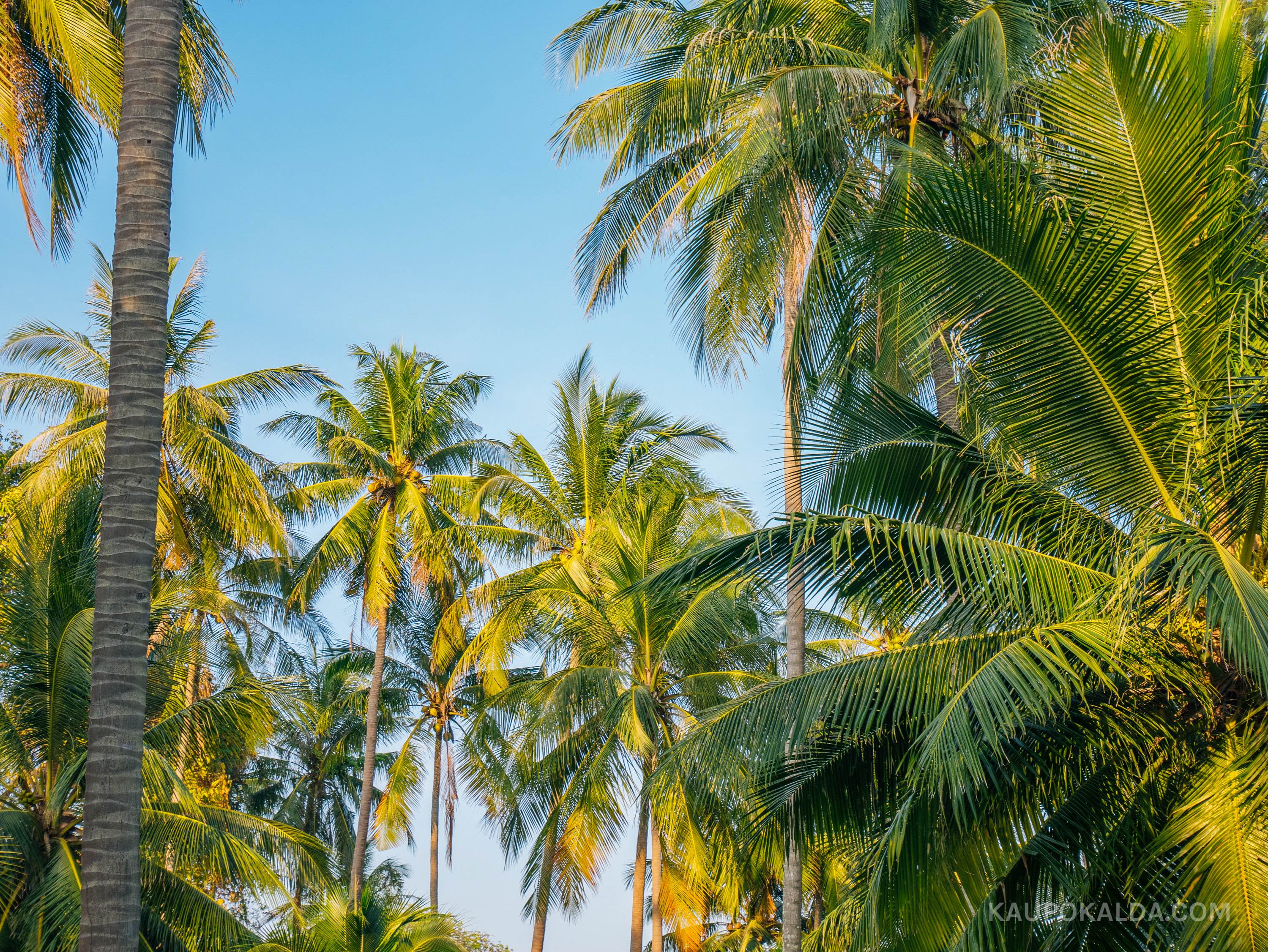 Siam Royal View hotelli aed