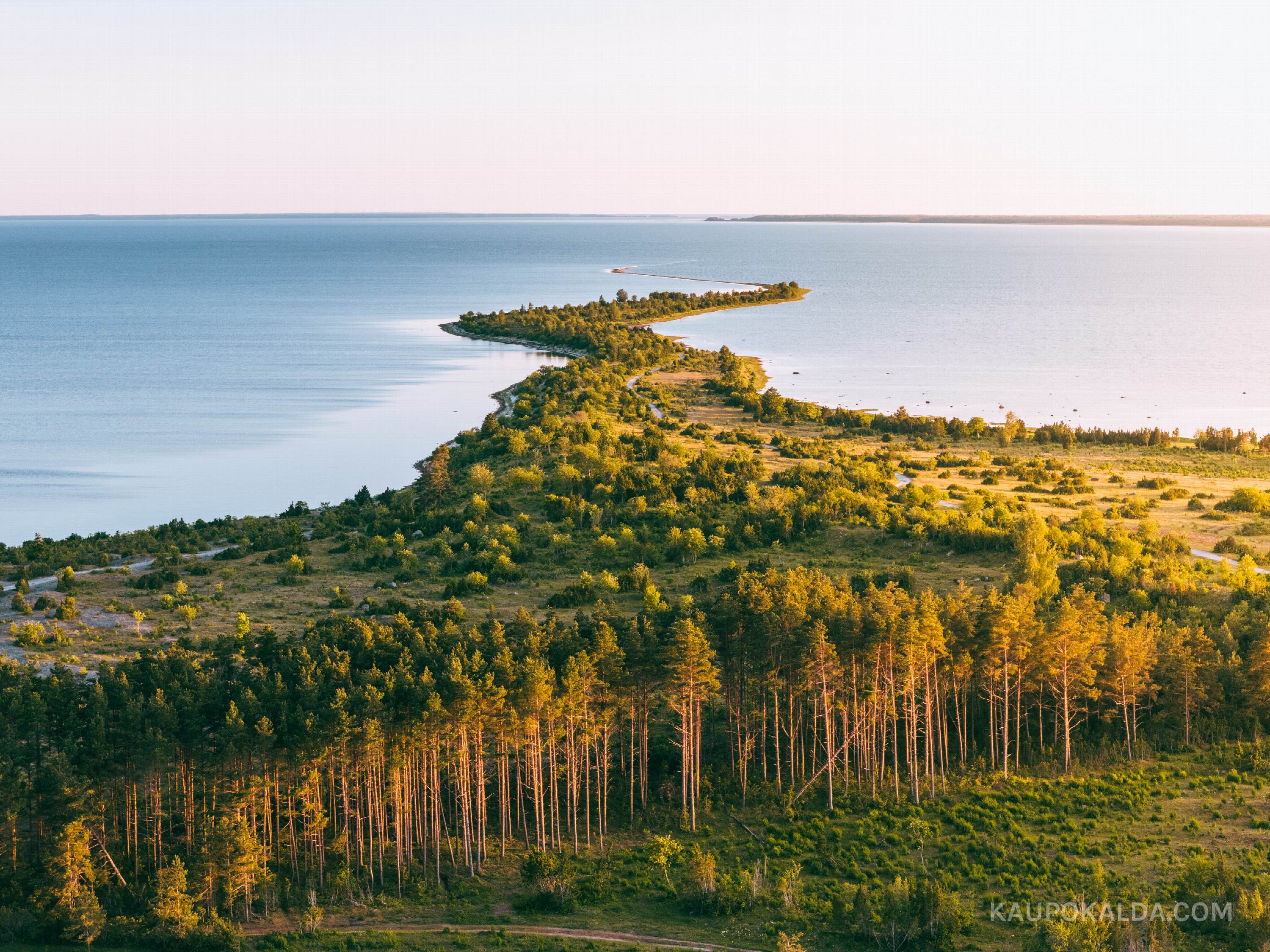 Sääretirp ja metsatukk
