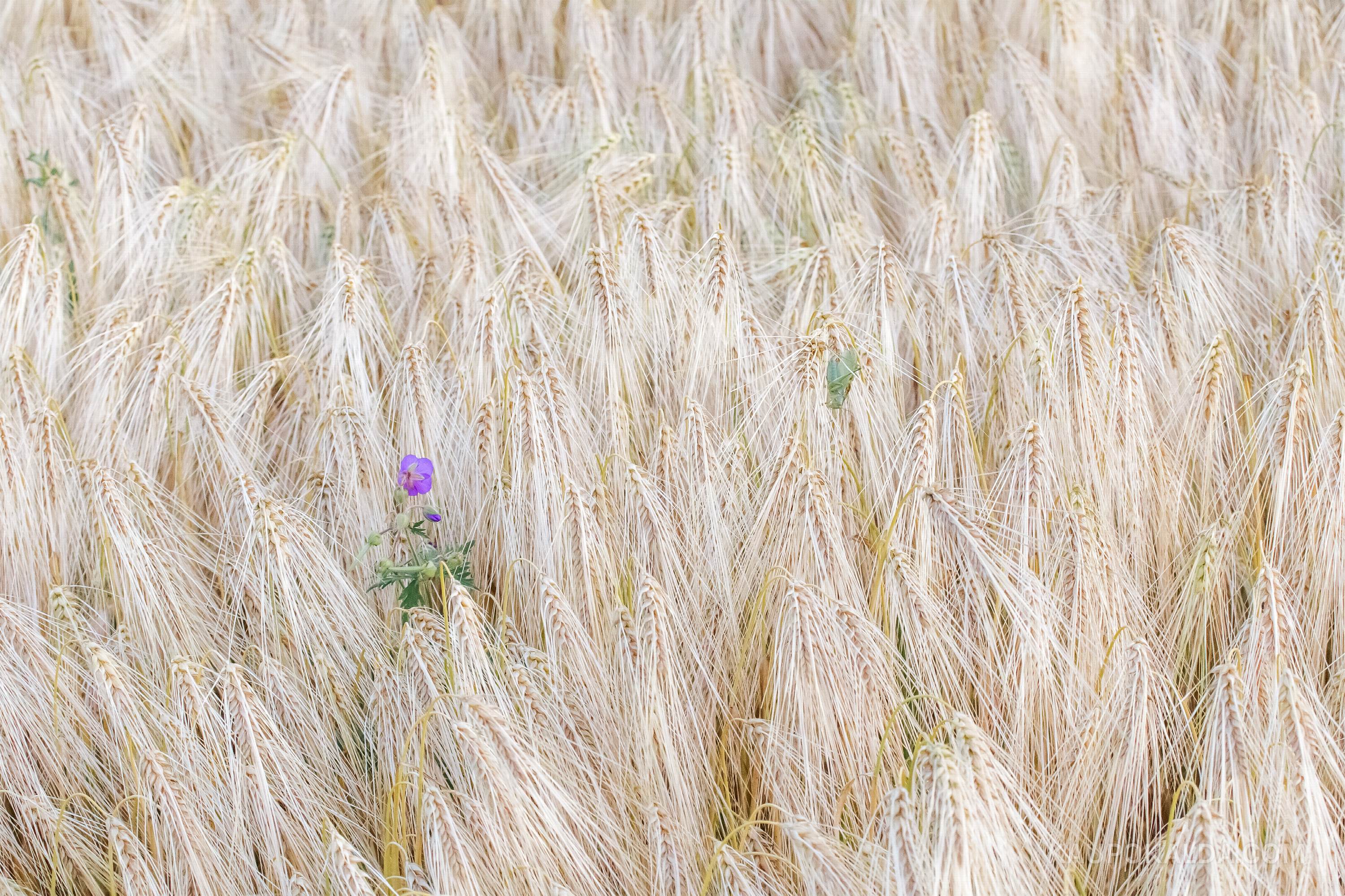 Viljapõld tirtsu ja lillega