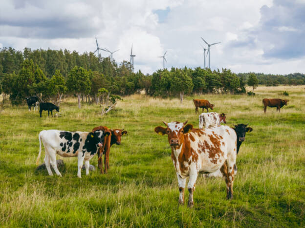 Saaremaa lehmad rannaniidul