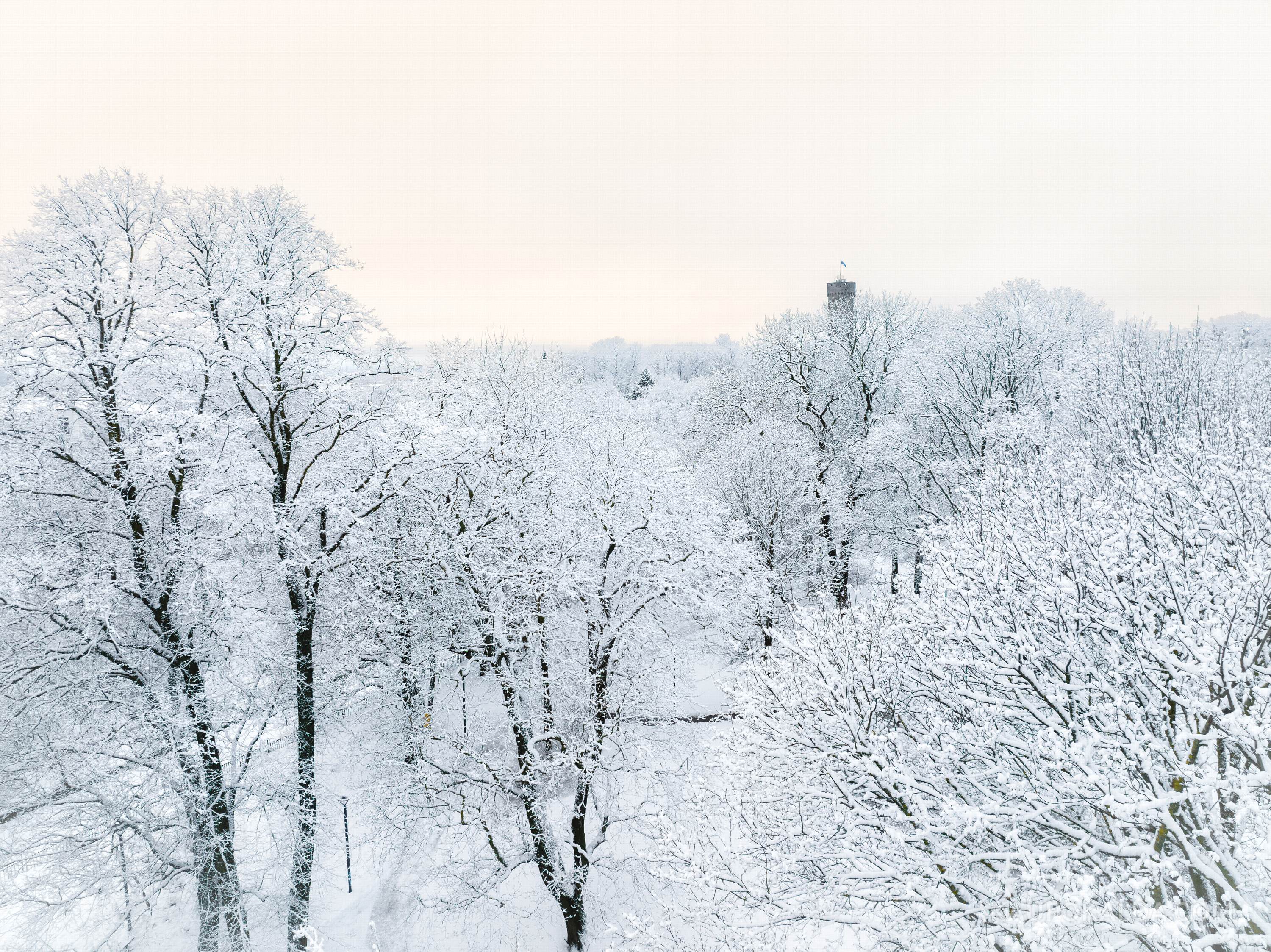 Sinimustvalge lehvib