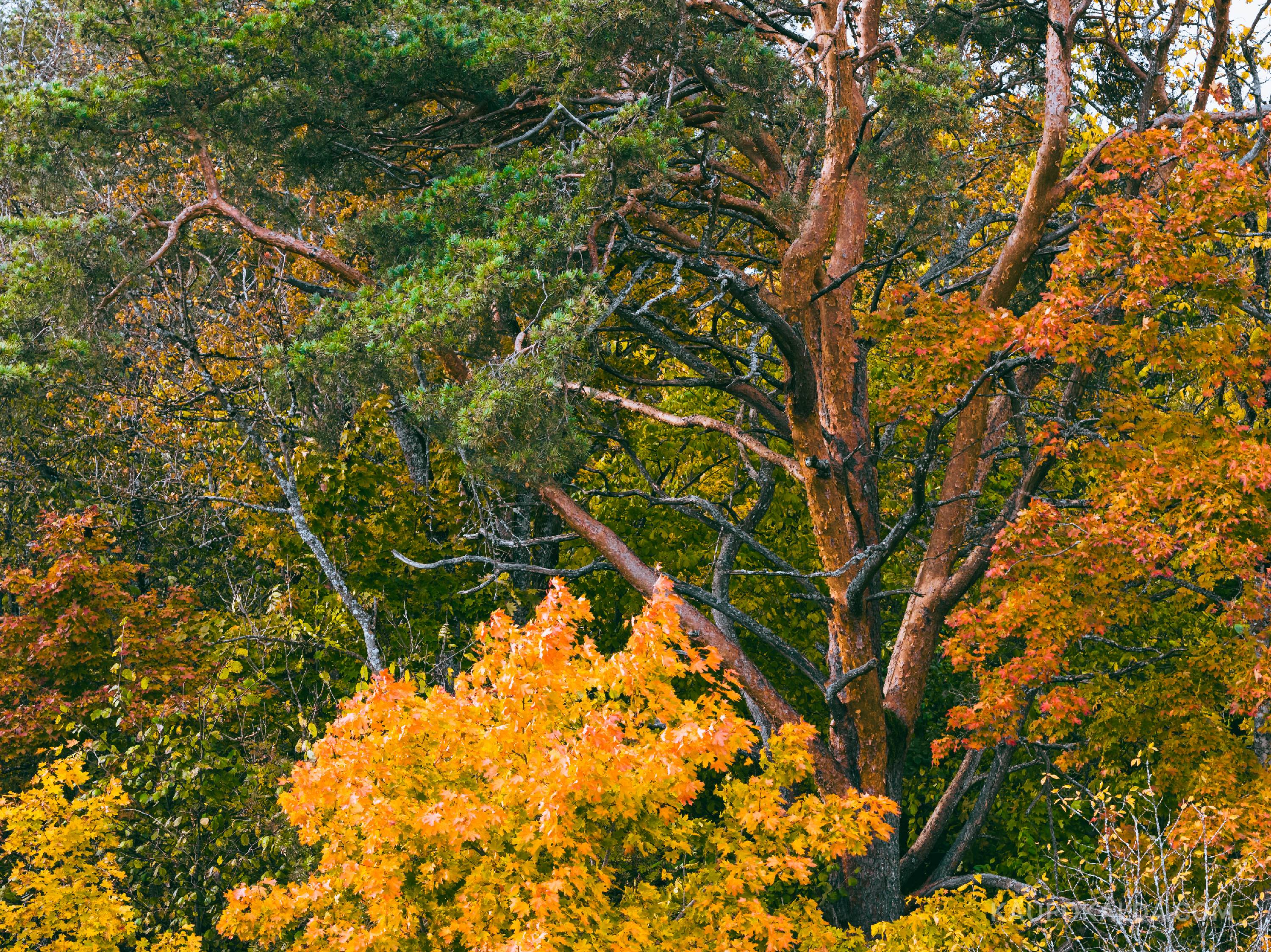 Sügisvärvides mets