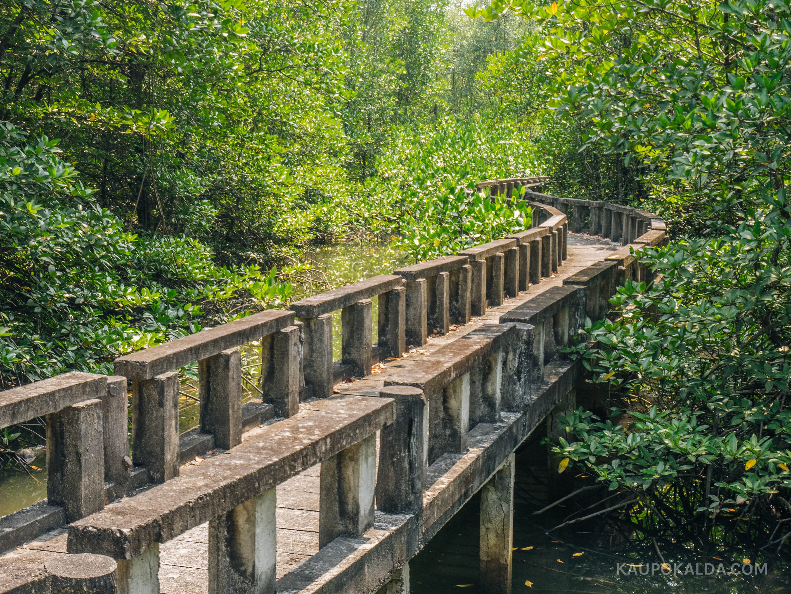 Põhjapoolne mangroovimets