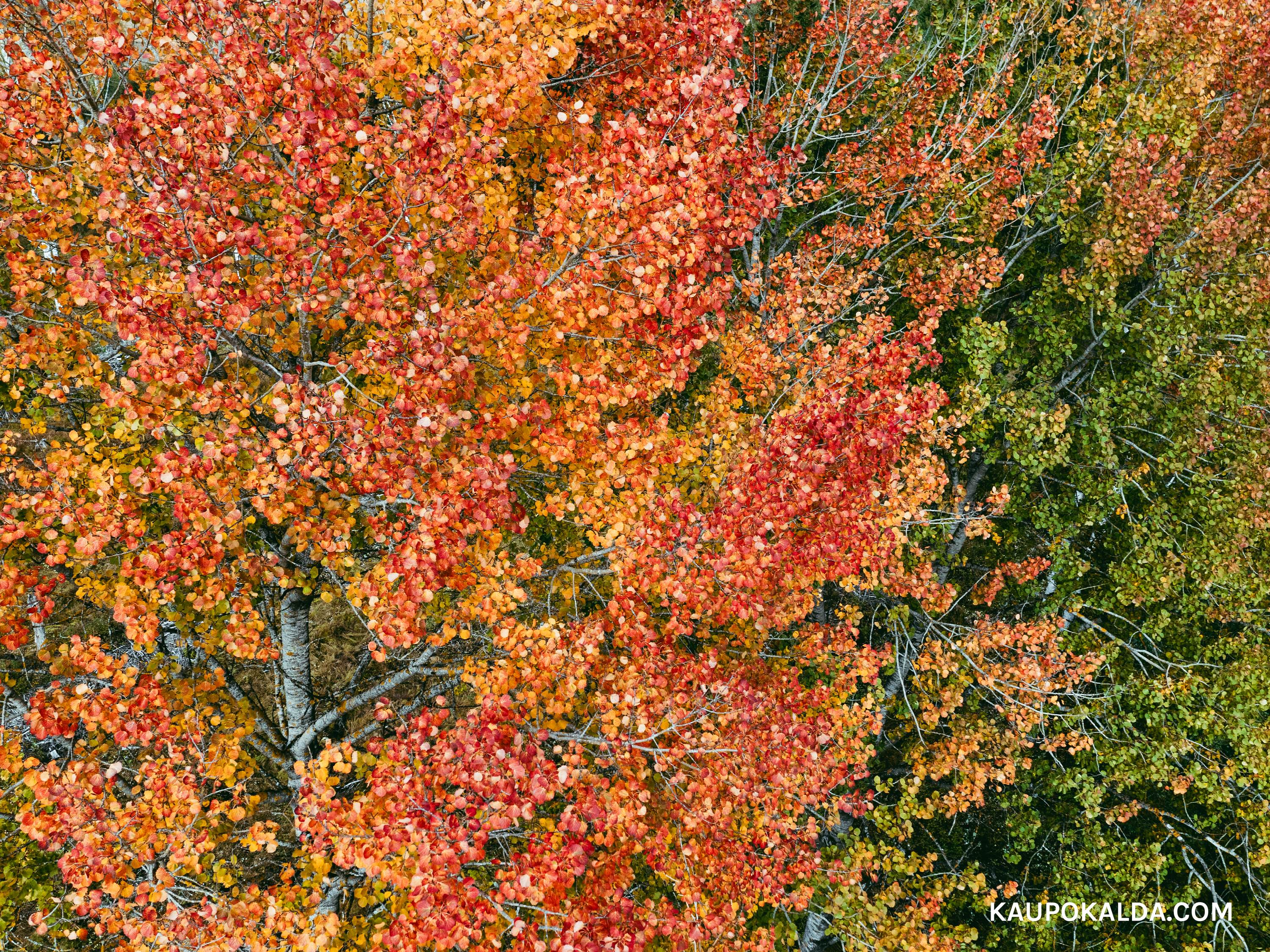 Leegitsevad sügisvärvid