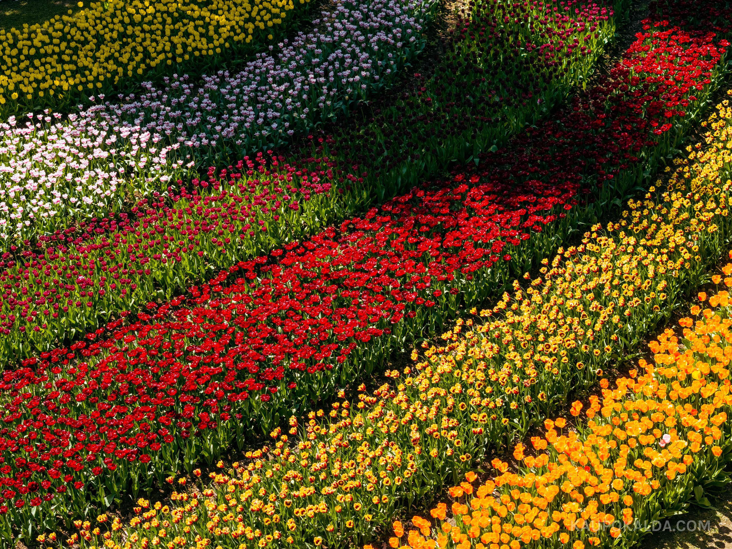 Kirna mõisa tulbiväljad