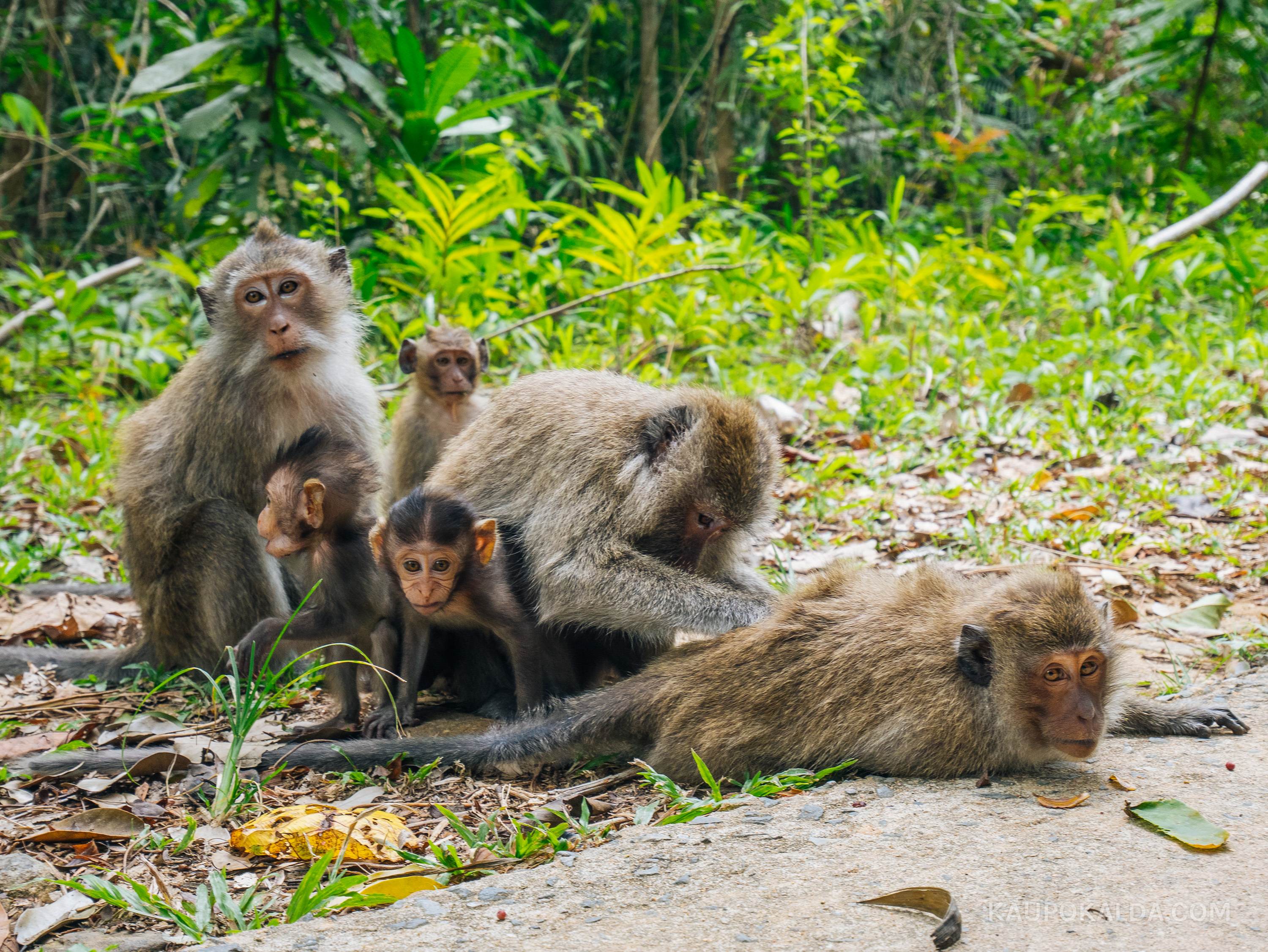 Ahvipärdikud - ära toida