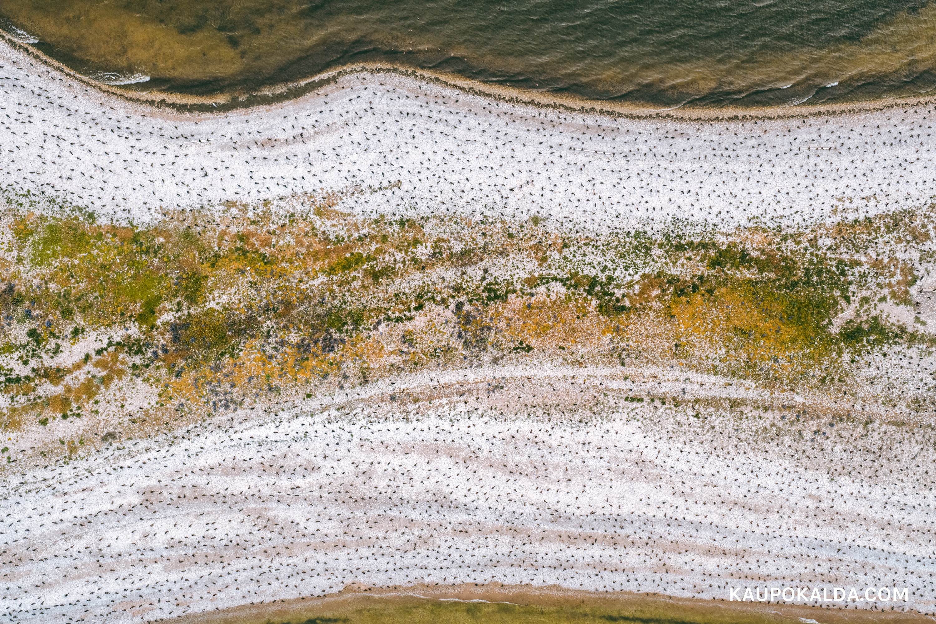 Kormoranide sotsiaalne distanseeritus