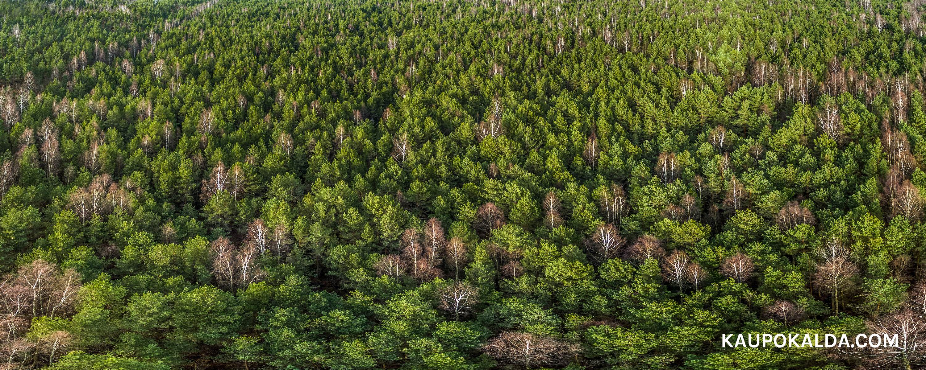 Metsa läinud panoraamop